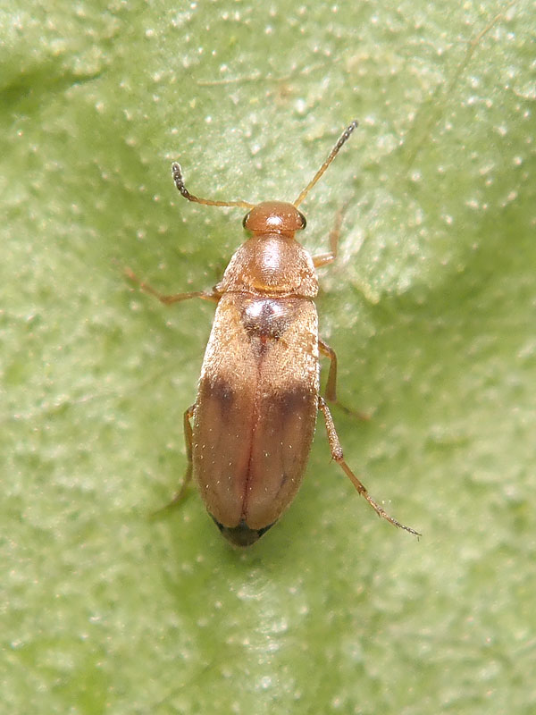Scraptiidae?? Anaspis sp.